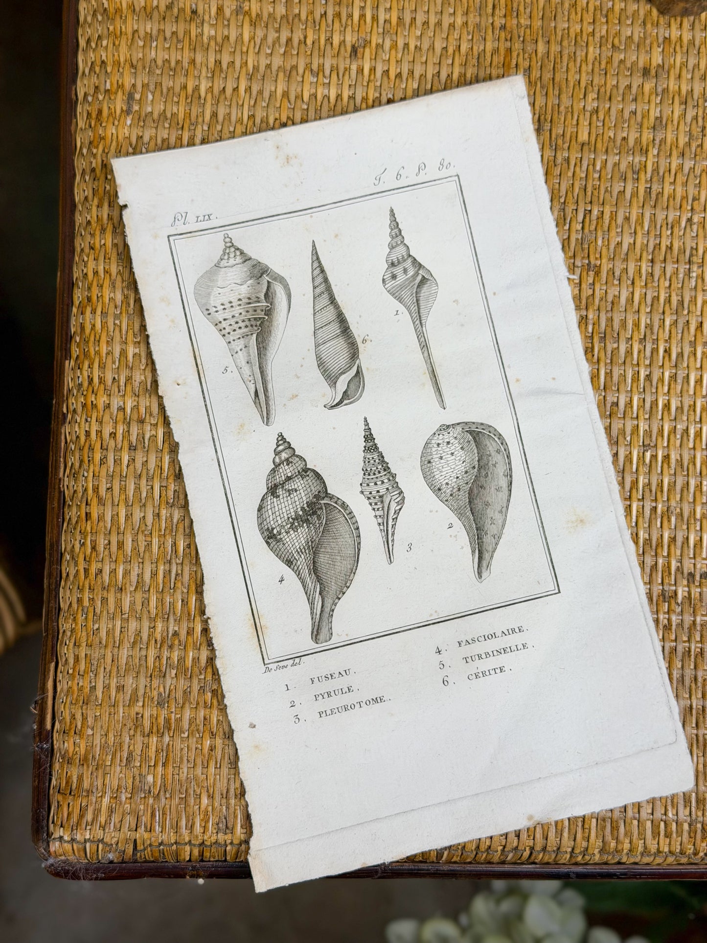 Early 19th c. Bookplate Engravings, Sonnini’s Histoire Naturelle des Mollusques | Shells
