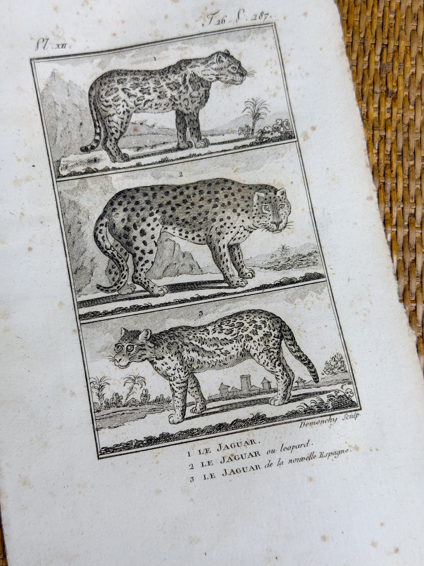 Early 19th c. Bookplate Engravings, Sonnini’s Histoire Naturelle des Animaux
