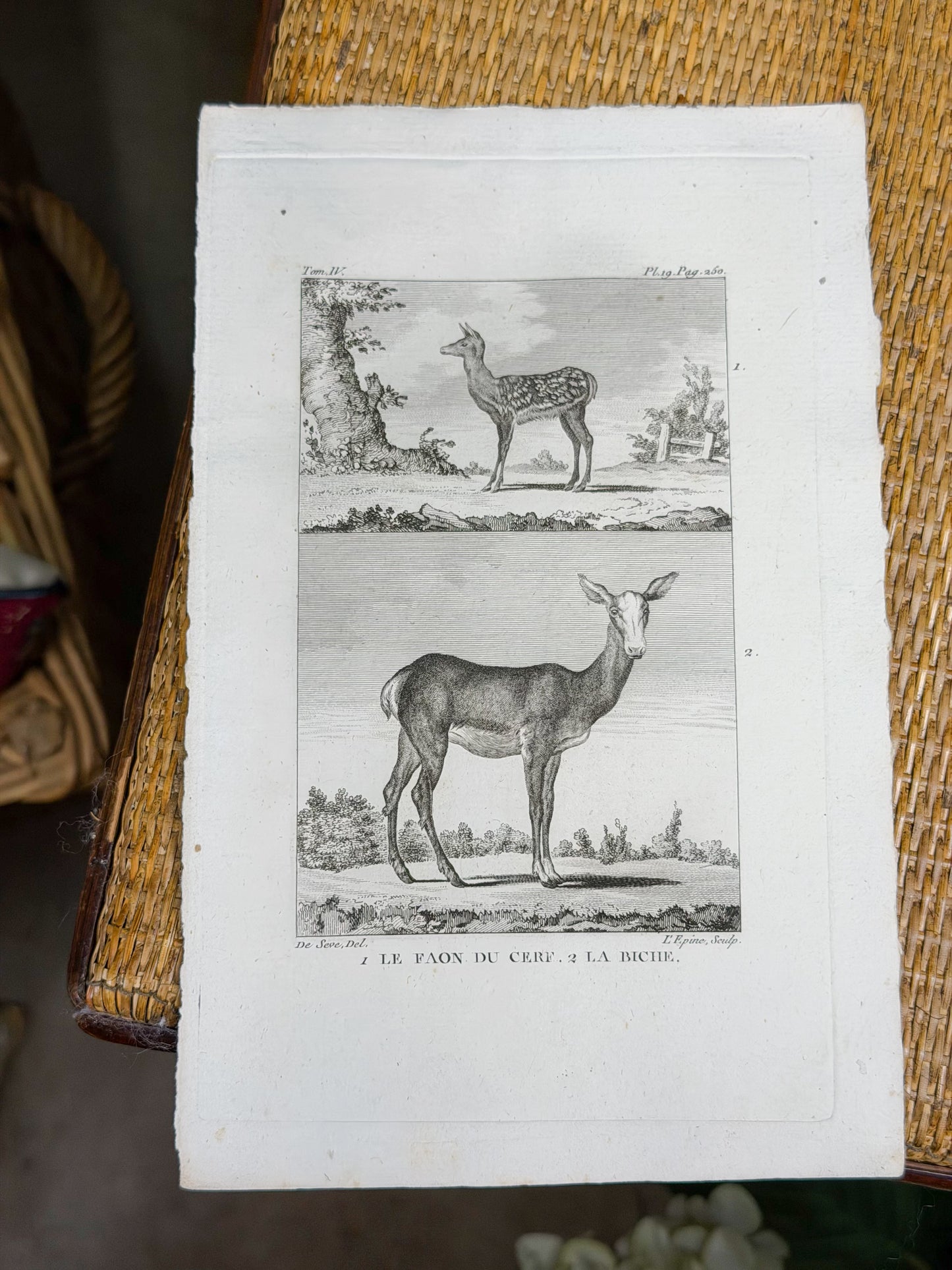 18th c. French Bookplate Engraving, Buffon’s Histoire Naturelle, Le Faon du Cerf/La Biche (Deer)