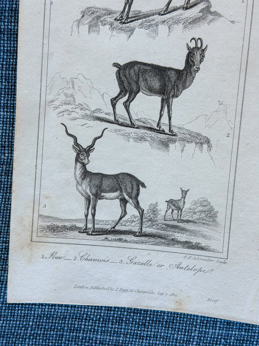 19th c. English Bookplate Animal Etching -(Ibex, Chamois, Gazelle/Antelope)