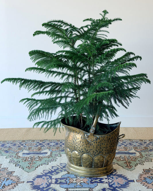 English Hammered Brass Scuttle Bucket