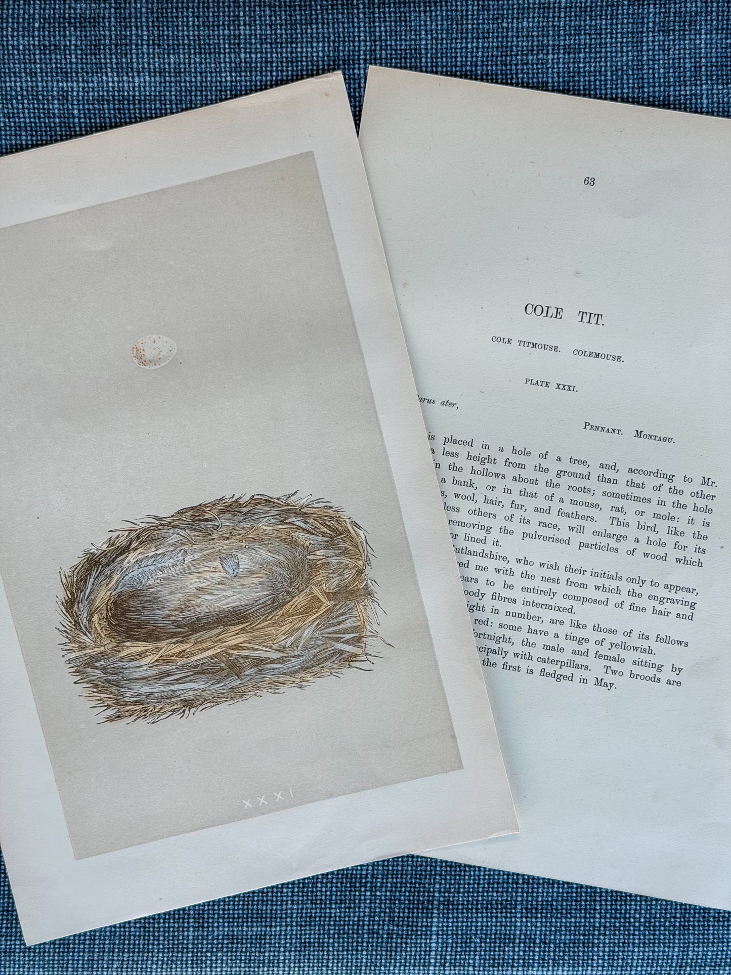 19th c. English Bookplate Egg & Nest Etching (Cole Tit)