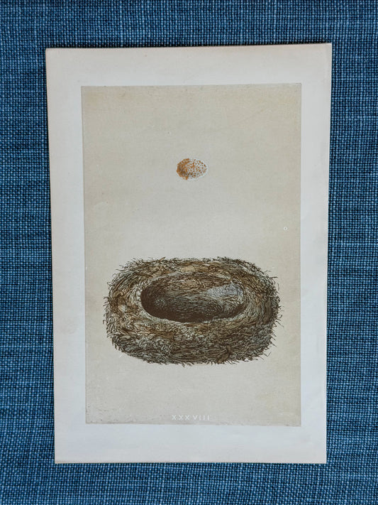 19th c. English Bookplate Egg & Nest Etching (Spotted Flycatcher)