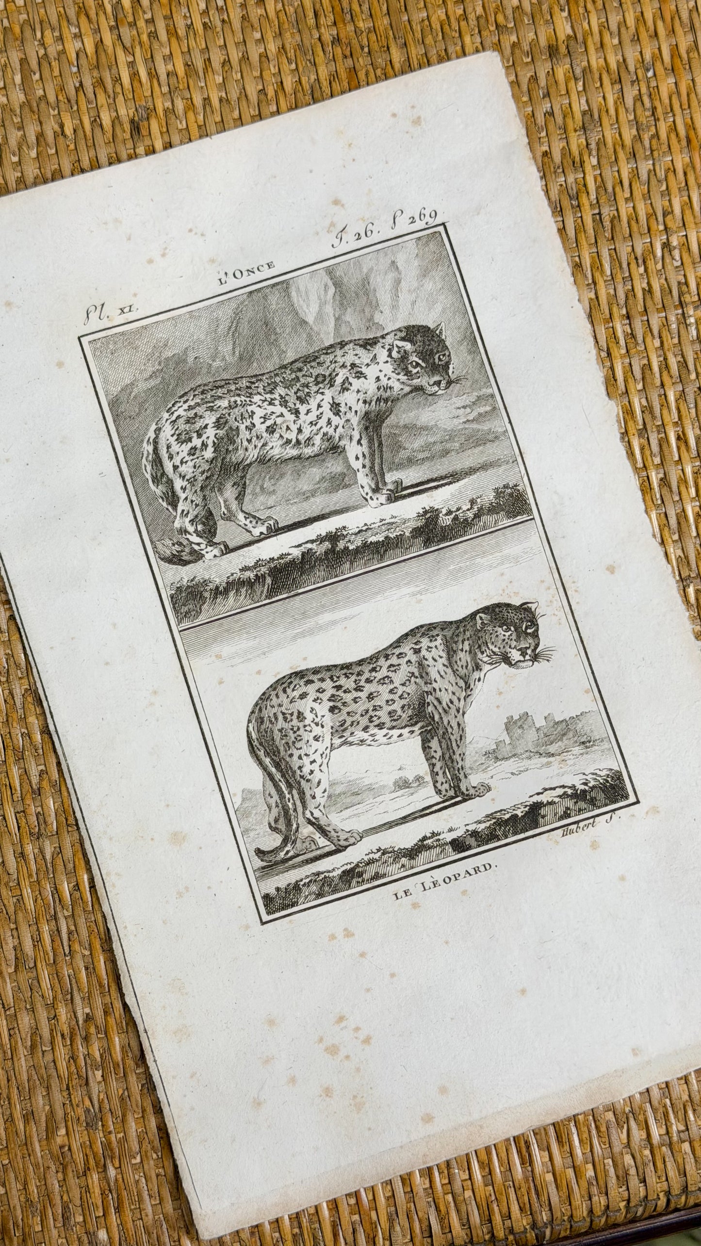 Early 19th c. Bookplate Engravings, Sonnini’s Histoire Naturelle des Animaux