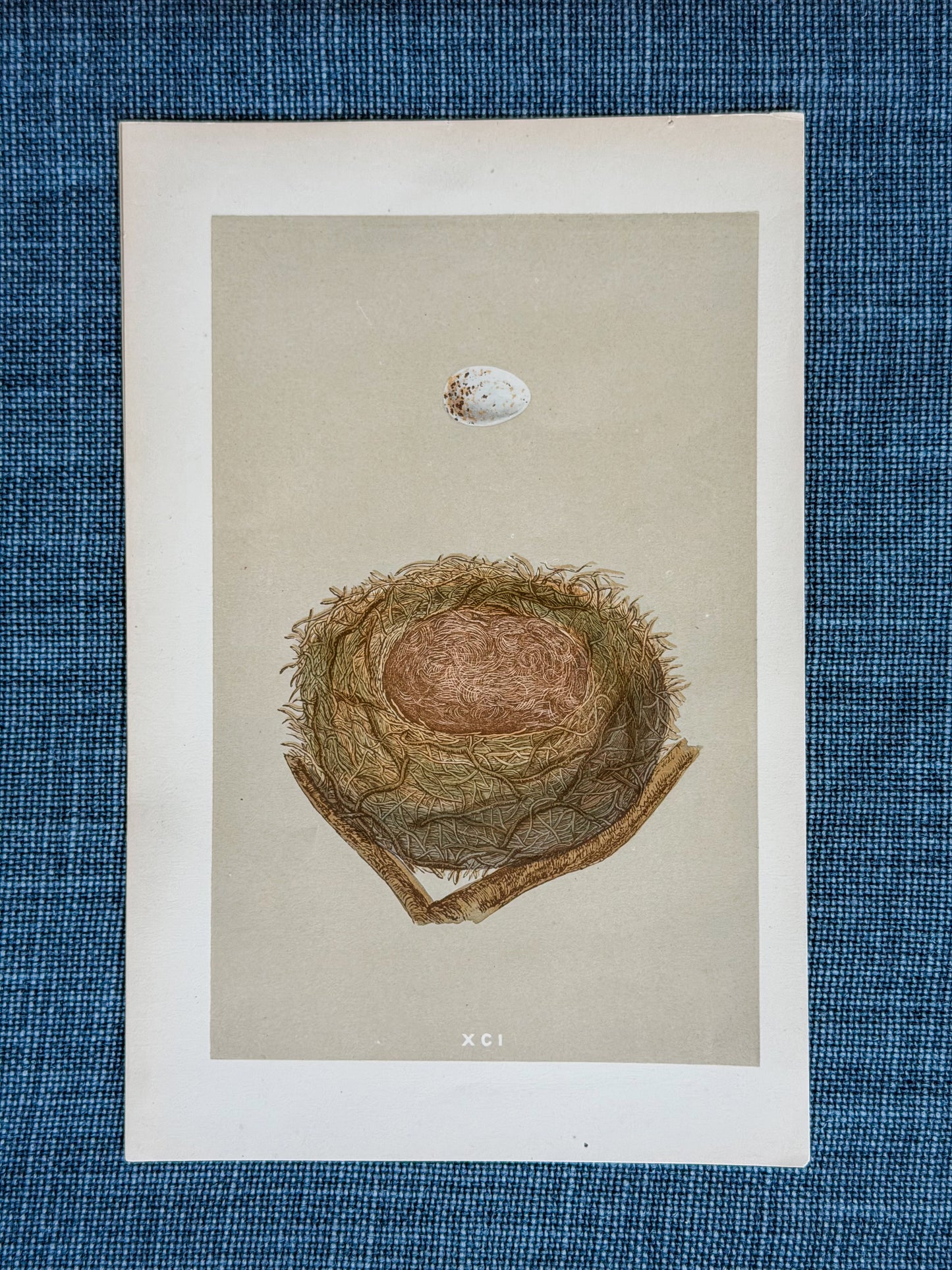 19th c. English Bookplate Egg & Nest Etching (Bullfinch)