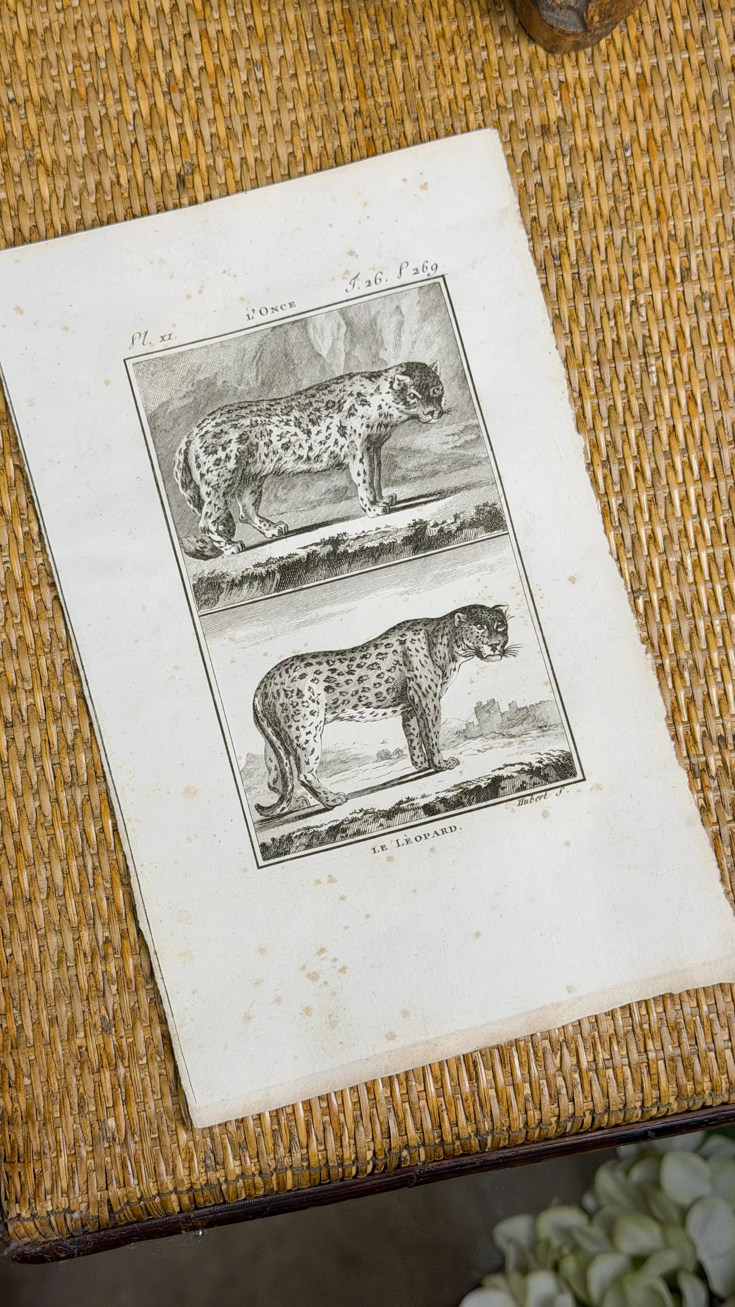 Early 19th c. Bookplate Engravings, Sonnini’s Histoire Naturelle des Animaux